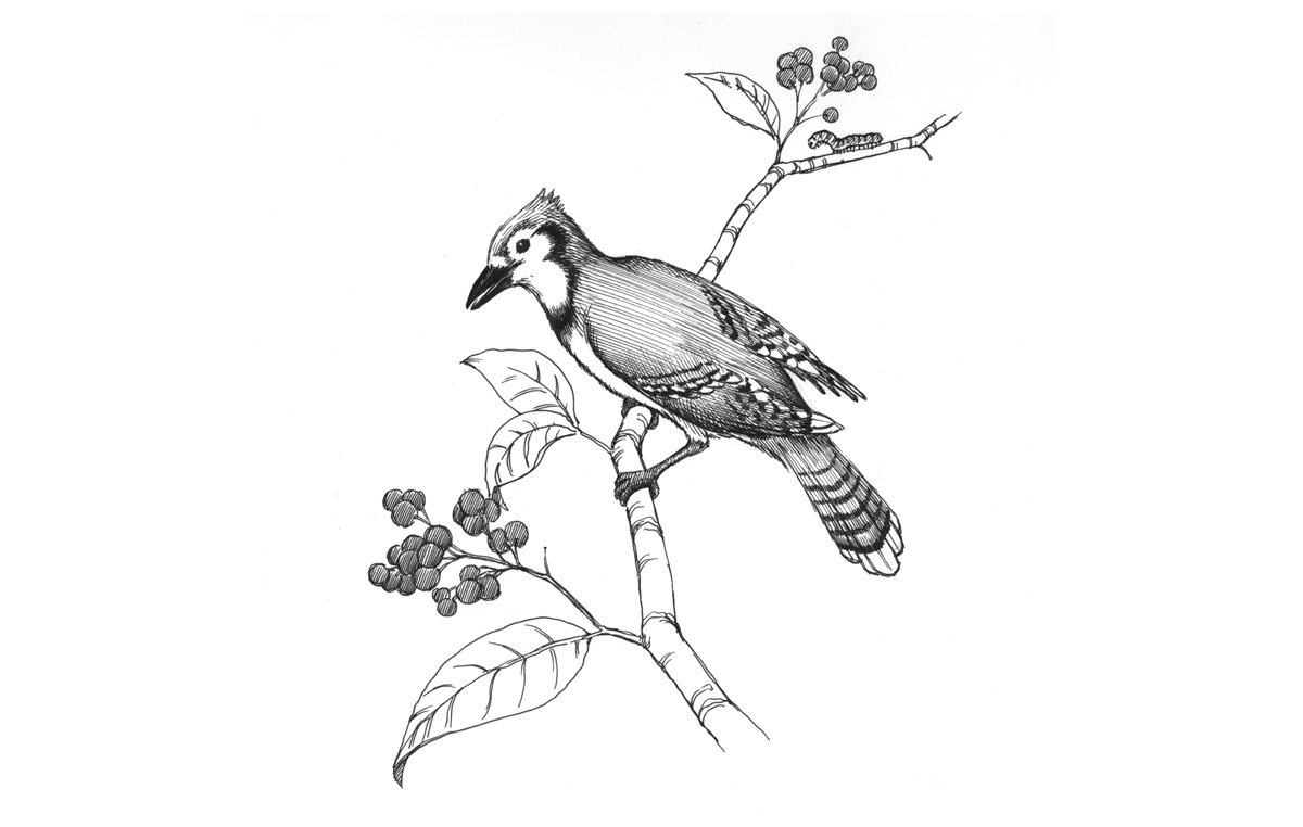 Blue Jay: Pen on Paper